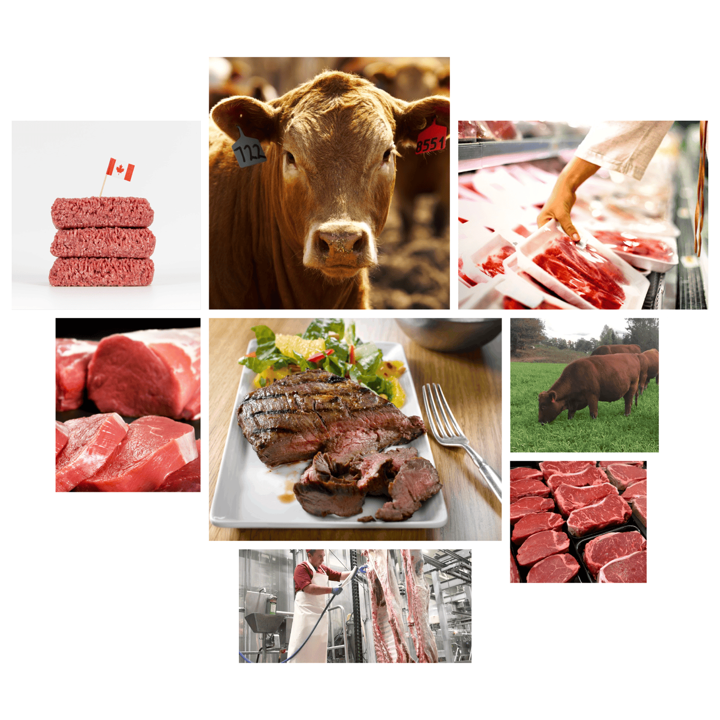 Export Quality Canadian Beef TradeNest Solutions